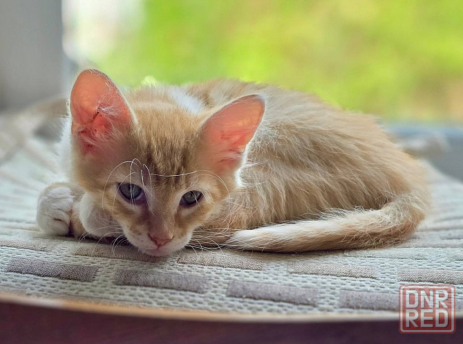 Котятам очень нужен дом! Донецк - изображение 2