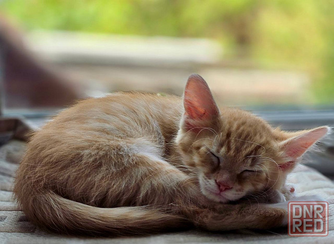 Котятам очень нужен дом! Донецк - изображение 1