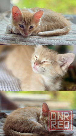 Котятам очень нужен дом! Донецк - изображение 3