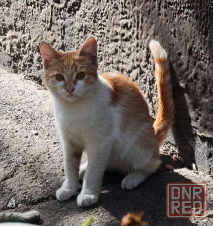 Котята бесплатно в добрые руки Макеевка - изображение 2
