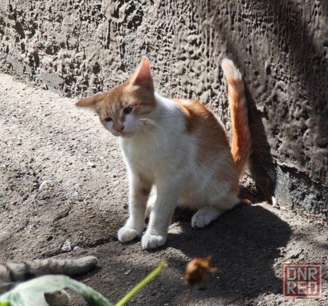Котята бесплатно в добрые руки Макеевка - изображение 4