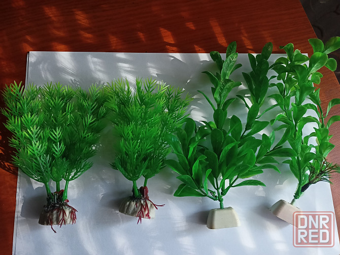 Аквариумные цветы Донецк - изображение 1