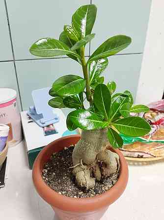 Адениум обесум 5 лет Донецк