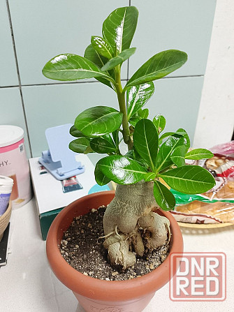 Адениум обесум 5 лет Донецк - изображение 1