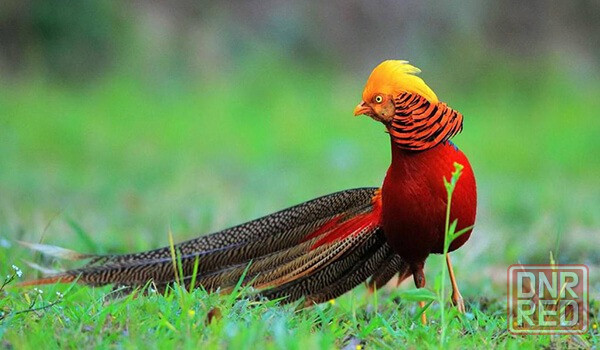 Продам красных золотых фазанов Макеевка - изображение 2