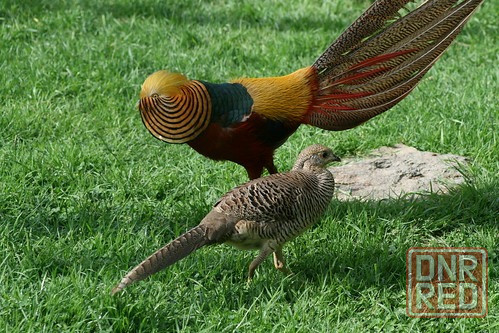 Продам красных золотых фазанов Макеевка - изображение 1