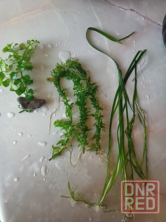 Водоросли для аквариума.100 за все. Донецк - изображение 1
