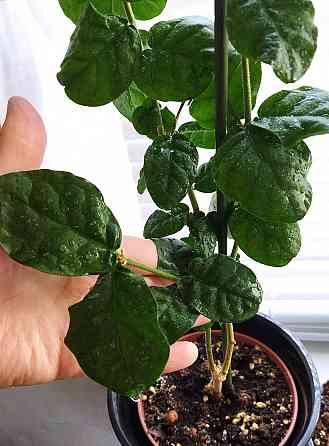 Жасмин махровый Гранд Дюк Макеевка