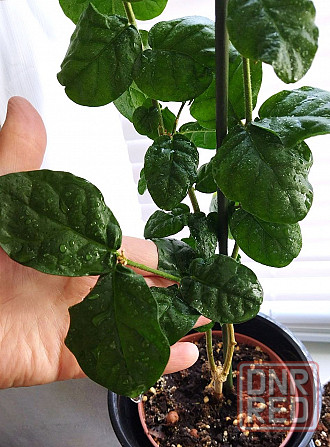 Жасмин махровый Гранд Дюк Макеевка - изображение 3