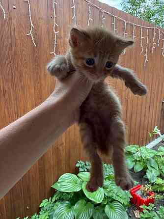 Продам денежных котят! Донецк