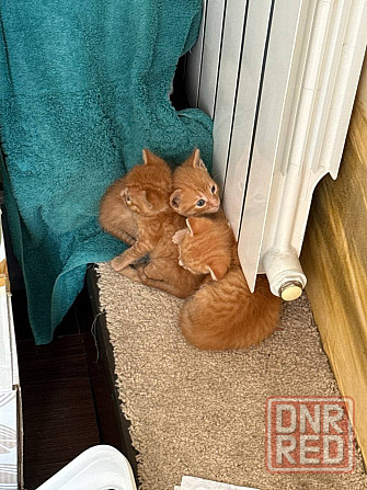 Продам денежных котят! Донецк - изображение 4