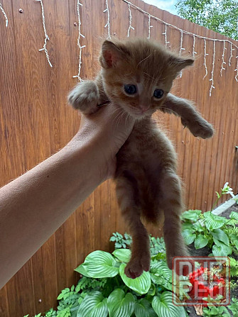 Продам денежных котят! Донецк - изображение 3