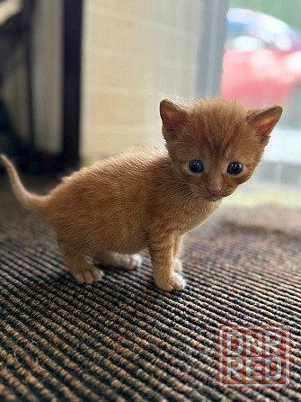 Продам денежных котят! Донецк - изображение 6