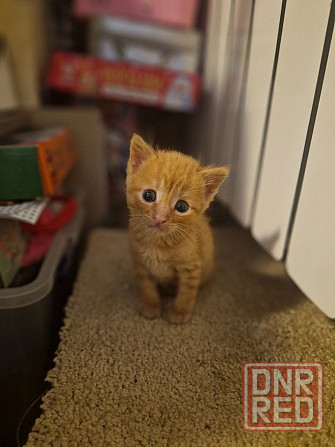 Продам денежных котят! Донецк - изображение 1