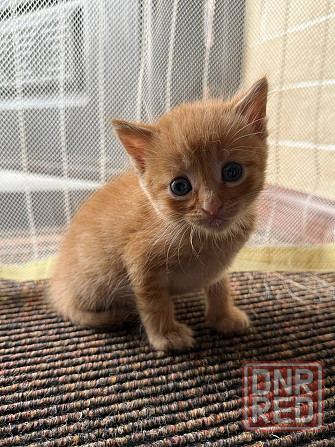 Продам денежных котят! Донецк - изображение 5