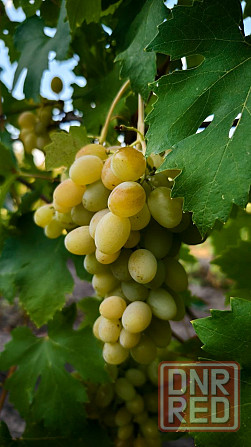Продам виноград домашний Донецк - изображение 3