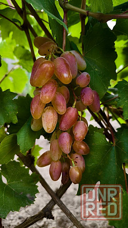 Продам виноград домашний Донецк - изображение 2