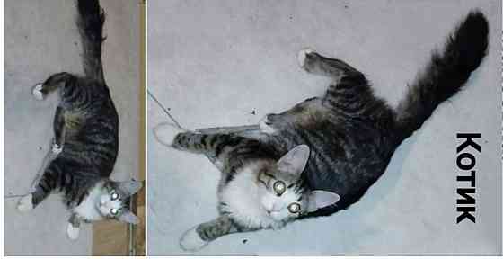 Котята ищут дом Макеевка
