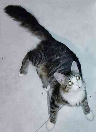 Котята ищут дом Макеевка