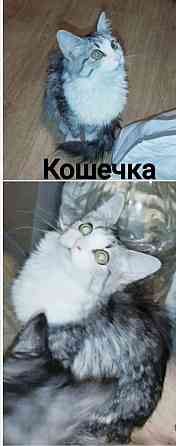 Котята ищут дом Макеевка