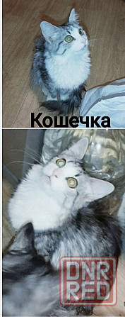 Котята ищут дом Макеевка - изображение 4