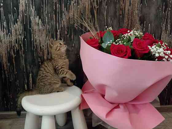 Шотландский котёнок Донецк