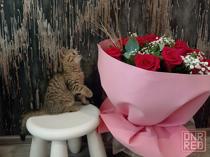 Шотландский котёнок Донецк - изображение 2