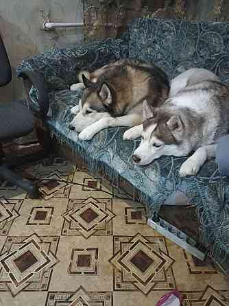 Продаются щенки хаски Мариуполь