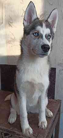 Продаются щенки хаски Мариуполь