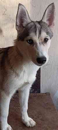 Продаются щенки хаски Мариуполь