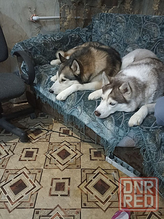 Продаются щенки хаски Мариуполь - изображение 4