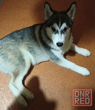 Продаются щенки хаски Мариуполь - изображение 3