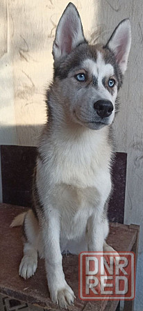 Продаются щенки хаски Мариуполь - изображение 1