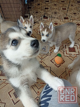 Продаются щенки хаски Мариуполь - изображение 3