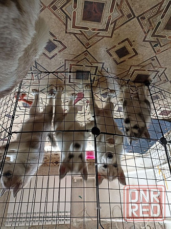 Продаются щенки хаски Мариуполь - изображение 4