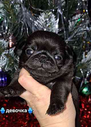 Породные щенки мопса с документами Донецк