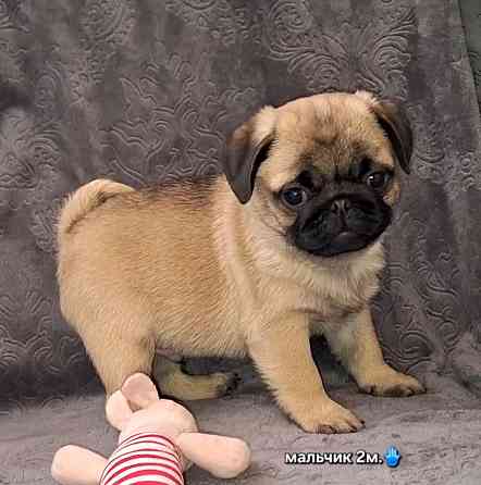 Породные щенки мопса с документами Донецк
