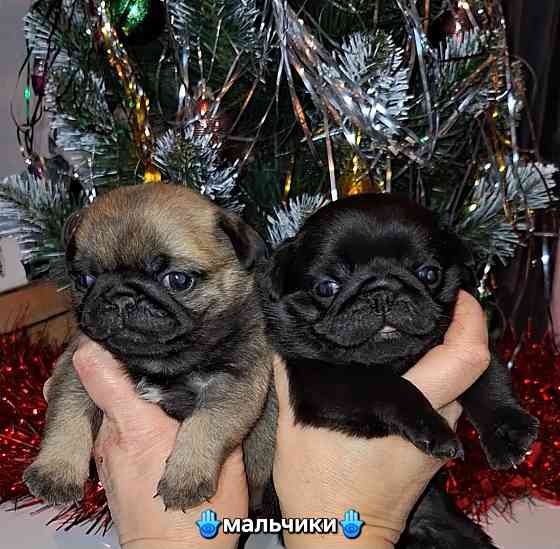 Породные щенки мопса с документами Донецк