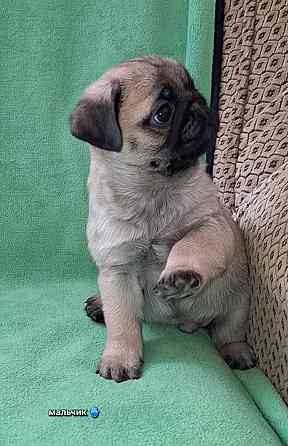 Породные щенки мопса с документами Донецк