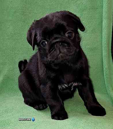 Породные щенки мопса с документами Донецк