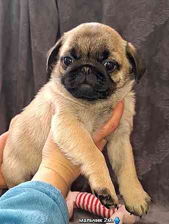 Породные щенки мопса с документами Донецк