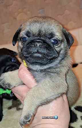 Породные щенки мопса с документами Донецк