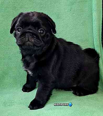 Породные щенки мопса с документами Донецк