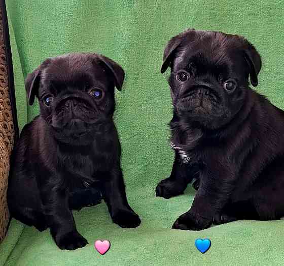 Породные щенки мопса с документами Донецк