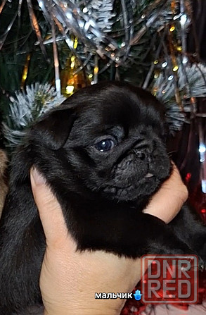 Породные щенки мопса с документами Донецк - изображение 7