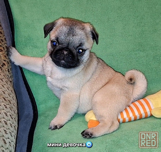 Породные щенки мопса с документами Донецк - изображение 5