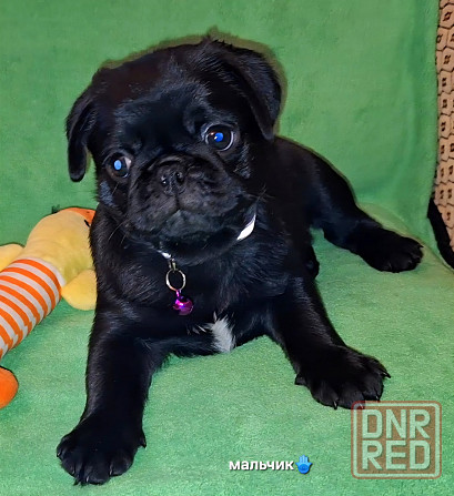Породные щенки мопса с документами Донецк - изображение 8