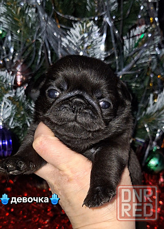 Породные щенки мопса с документами Донецк - изображение 5
