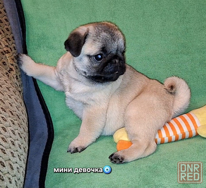 Породные щенки мопса с документами Донецк - изображение 3