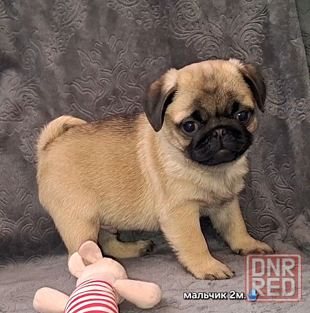 Породные щенки мопса с документами Донецк - изображение 3